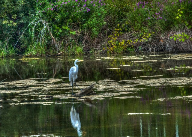8-26 Egret Creative Crop Document Name PSAnd4more_tonemapped