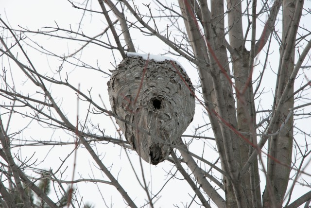Wasp nest_DSC0049