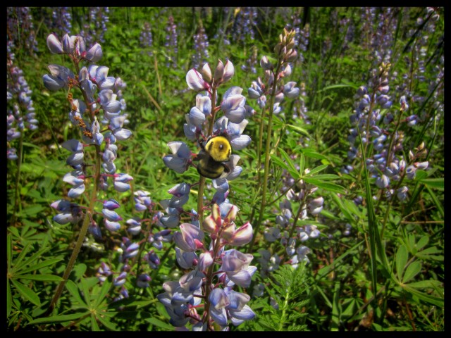 Lupine Bee2015-05-28 14.27.07